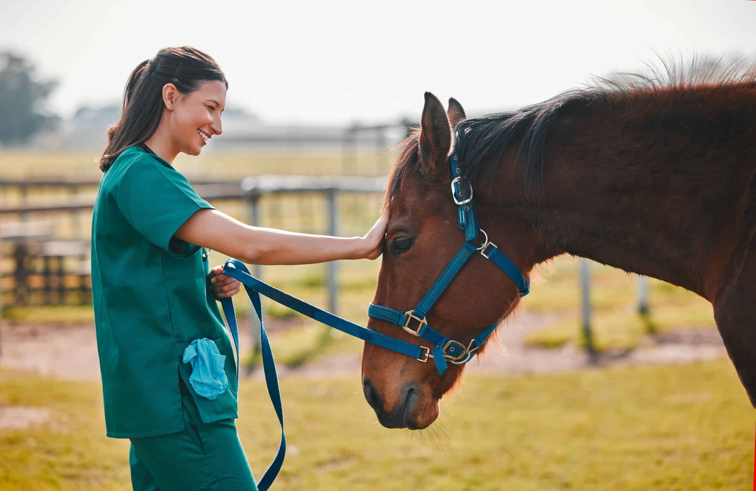 A veterinarian looks at a horse to see if it is fit
