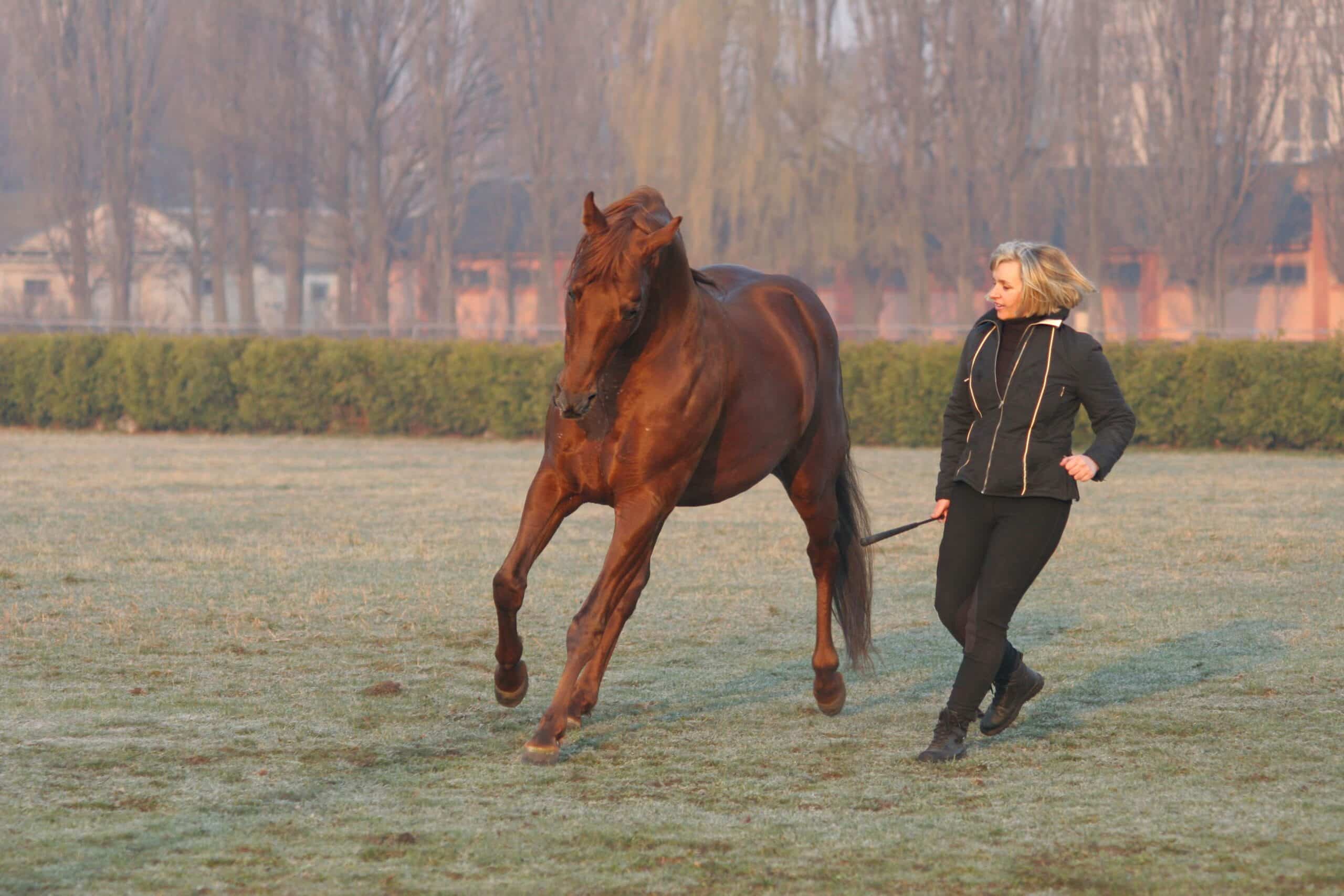 A woman trains a horse
