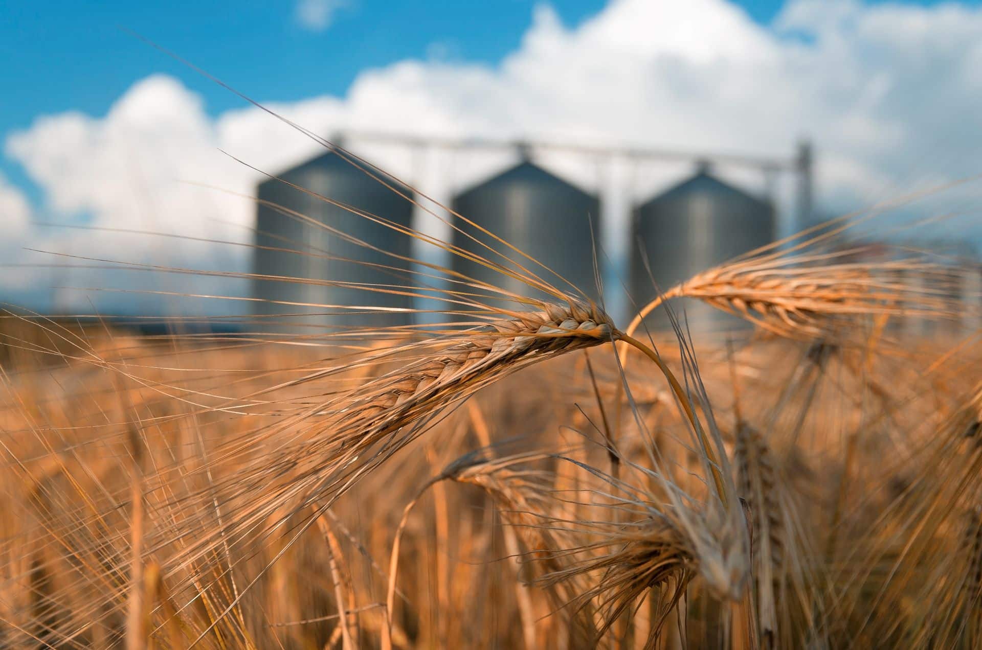 Weizenähre vor Getreidesilos im Sommer