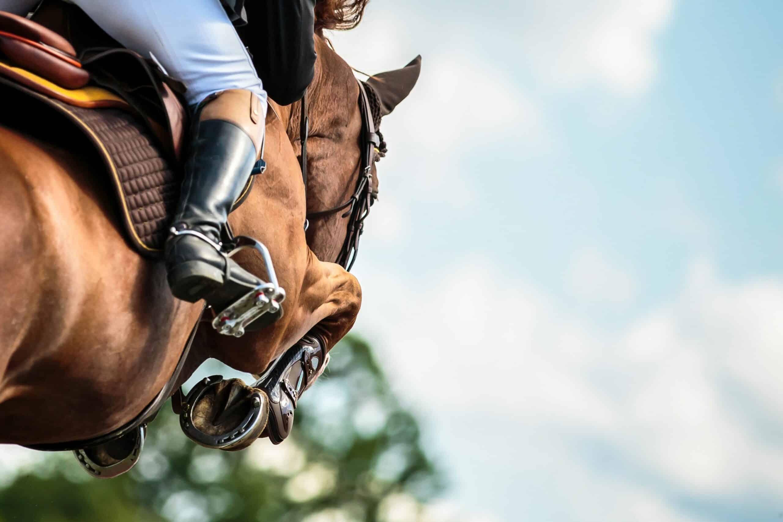 Close-up of a sport horse in mid-jump showing strength and balance