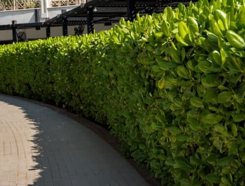 Dichte, frisch geschnittene grüne Hecke als Sichtschutz | Mülltonnenbox 2er